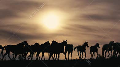 Horses running on a grass field