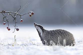 Badger in winter with apples