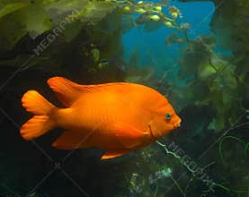 Garibaldi