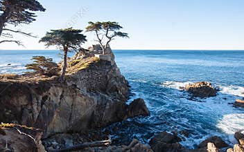 Lone Cypress Tree in 17 Mile Drive