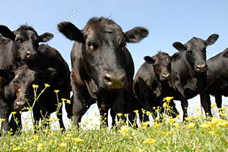 Beef Cattle Stare