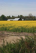 Oregon Mustard Field and Farm