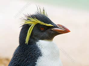 Crested penguin