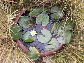 Lily pad pond with white flower and goldfish
