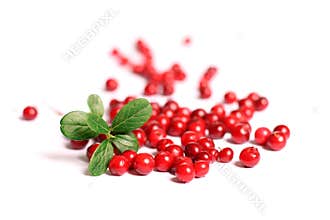 Red cranberries.