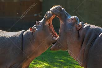 Two	hippopotamuses with open mouths whose mouth is bigger. Small hippopotamuses fight. Animal care. Funny vegetarian wild animals