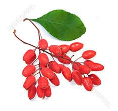 Barberry