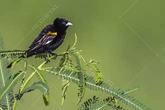 White winged Widowbird in Kruger National park, South Africa