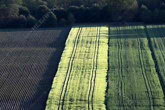 Field with corn and barley