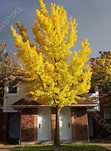 Autumn street with fall maple trees displaying colorful foliage. Toronto, Canada.