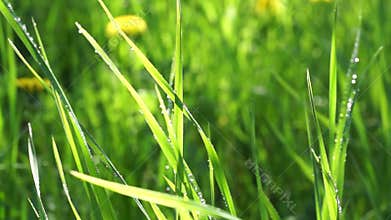 Green grass rain drops the sun is shining