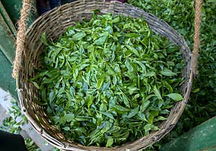 A cane basket filled with a harvest of fresh green tea leaves at Nuwara Eliya region of Sri Lanka.