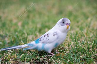 Budgie on green grass