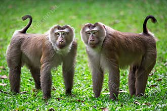 The family of pig-tailed macaque in the nature.