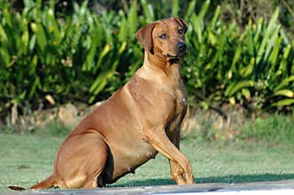 Pregnant dog