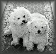 Dogs At Home