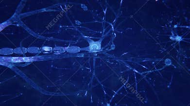Neurons transmitting electrical signals