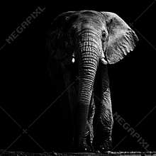 Elephant at waterhole