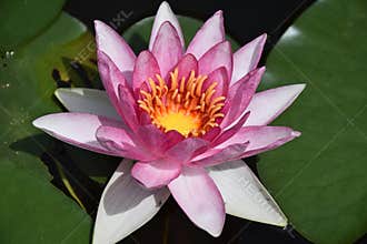 Very pretty pink water lilly close up in my garden