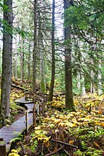 Giant Cedars Boardwalk at Mount Revelstoke in British Columbia