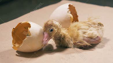 New-born baby duck is shaking near the broken eggshell