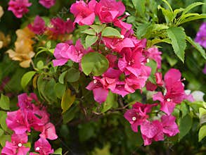 Bougainvillea Thailand Hold bouquet From the tree In the garden colurful day