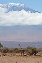 Kilimajaro and giraffe