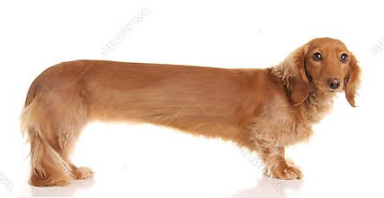 Extra long dachshund