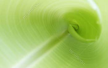 Inside of banana leaf