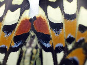 Macro photo of a butterfly wing