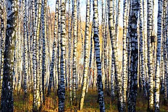 Parallels of a birch grove.