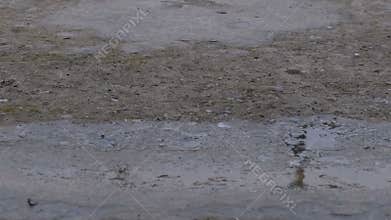 Drops of Rain Fall to the Pavement Forming a Puddle. Time Lapse