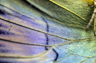 Macro photo of a butterfly wing