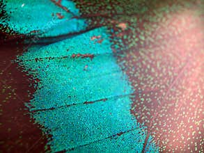 Macro photo of a butterfly wing