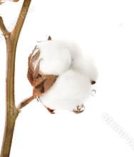 Cotton plant
