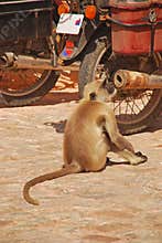 Langur Monkey Sniffing at Motor Exhaust Pipe