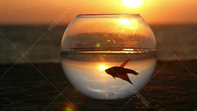 picturesque scene silhouette of a little fish Betta splendens float in a round fish bowl by the ocean at sunset. concept environme