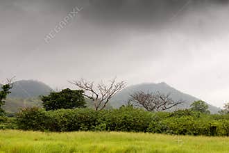Meadows and trees in the rain forest