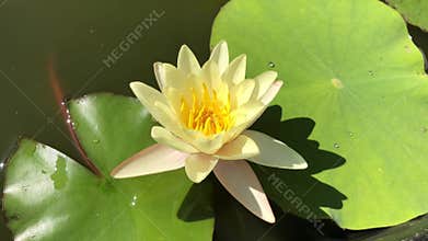 Yellow waterlily moves in the breeze