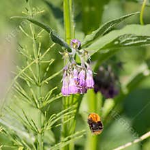Flying Bumblebee Bombus pascuorum