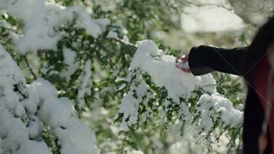 Hand of unrecognizable woman touching branch of evergreen tree with snow.