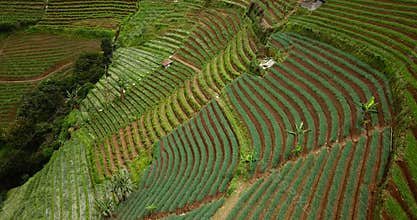 Slope of terraced fields with lush plants