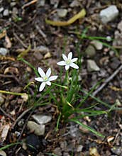 White flowers and green leaves of a star of Bethlehem plant in a forest.