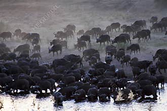 HERD OF AFRICAN BUFFALO (CAPE BUFFALO)