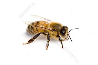Worker bee
