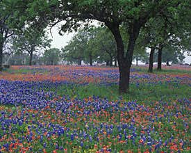 Wildflowers