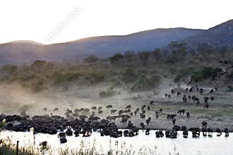 HERD OF AFRICAN BUFFALO (CAPE BUFFALO)