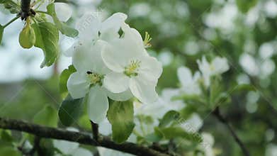 Branches with flowers of Apple trees swaying in the wind