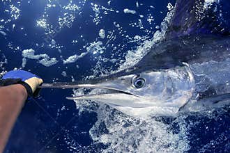 Atlantic white marlin big game sport fishing