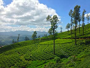Tea plantations, mountains trees and clouds Nanuoya